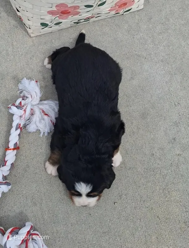 Tenille  – Bernese Mountain Dog puppy for sale in Woodburn, IN