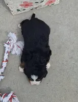 Tenille , a female Bernese Mountain Dog for sale in Woodburn, IN – Photo 1 of 2