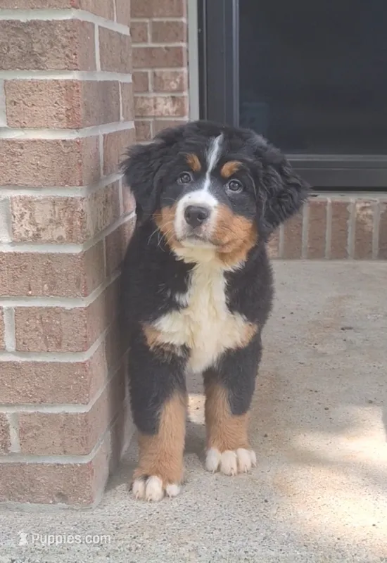 Tenille 1 – Bernese Mountain Dog puppy for sale in Woodburn, IN