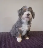 Star, a female Miniature Bernedoodle for sale in Woodburn, IN – 2 of 3
