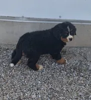 Tenille 1, a female Bernese Mountain Dog for sale in Woodburn, IN – 7 of 7