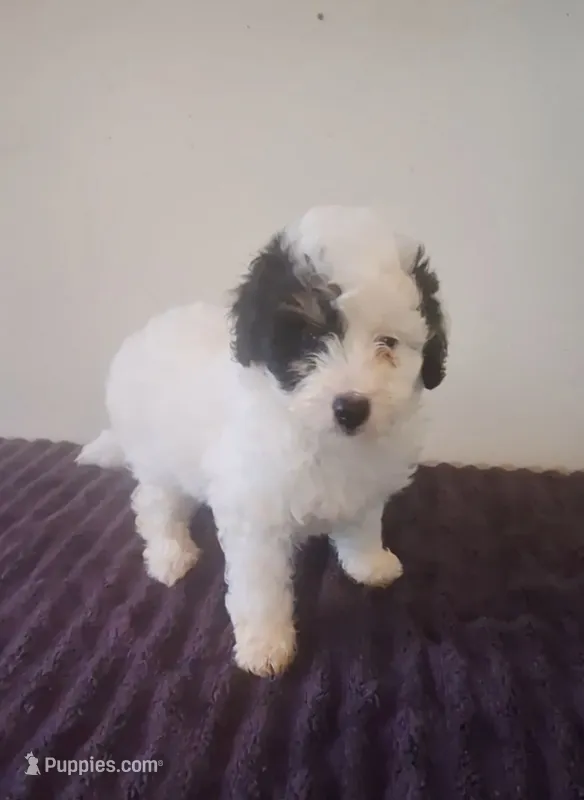 Patches – Miniature Bernedoodle puppy for sale in Woodburn, IN