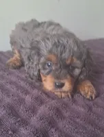 Roman , a male Cavapoo for sale in Woodburn, IN – 1 of 3