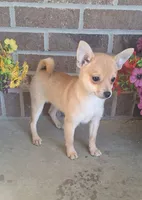 Sable 0416, a female Pomchi for sale in Woodburn, IN – 1 of 3