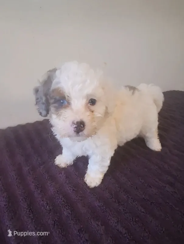 Lily – Miniature Bernedoodle puppy for sale in Woodburn, IN