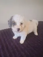 Lily, a female Miniature Bernedoodle for sale in Woodburn, IN – 1 of 2