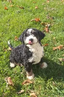 Romeo, a male Miniature Bernedoodle for sale in Woodburn, IN – 4 of 4