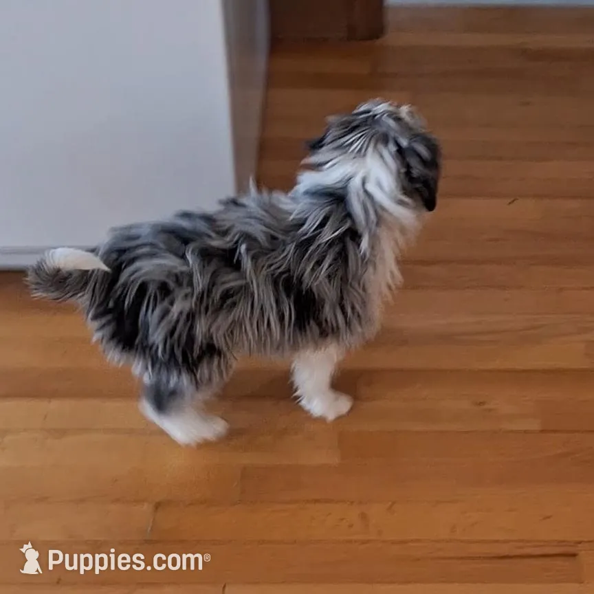 Honey, a female Miniature Aussiedoodle for sale in Woodburn, IN – Photo 3 of 4