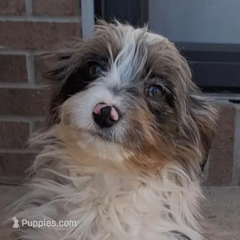 Honey, a female Miniature Aussiedoodle for sale in Woodburn, IN – Photo 4 of 4