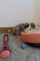 Honey, a female Miniature Aussiedoodle for sale in Woodburn, IN – Photo 1 of 4