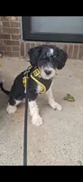 Neo F1b , a male Miniature Bernedoodle for sale in Woodburn, IN – 2 of 5