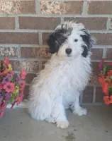 Patches F1b , a female Miniature Bernedoodle for sale in Woodburn, IN – 2 of 4