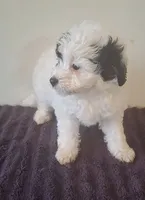 Patches, a female Miniature Bernedoodle for sale in Woodburn, IN – 2 of 2