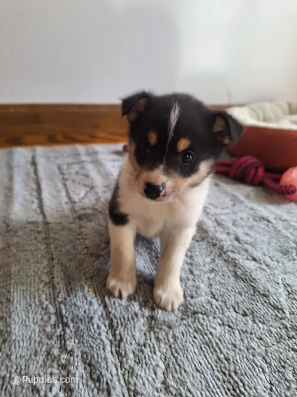 Hunter/mini/Pomchi