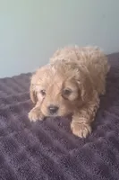 Honey, a female Cavapoo for sale in Woodburn, IN – 2 of 2