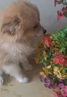 Fido, a male Pomchi for sale in Woodburn, IN – 2 of 3