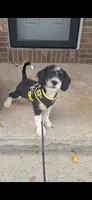 Neo F1b , a male Miniature Bernedoodle for sale in Woodburn, IN – 3 of 5