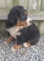 Tenille 1, a female Bernese Mountain Dog for sale in Woodburn, IN – 2 of 7