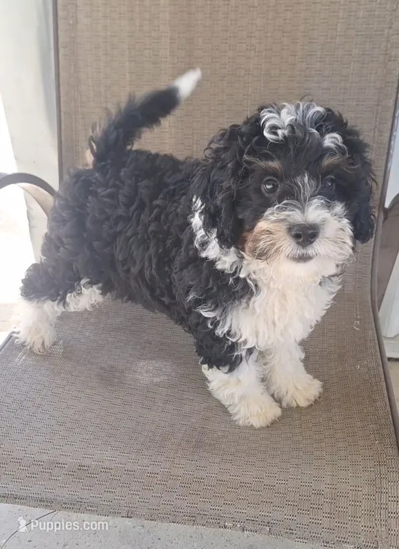 Neo – Miniature Bernedoodle puppy for sale in Woodburn, IN