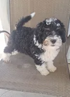 Neo, a male Miniature Bernedoodle for sale in Woodburn, IN – 1 of 2