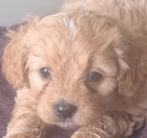 Honey – Cavapoo puppy for sale in Woodburn, IN