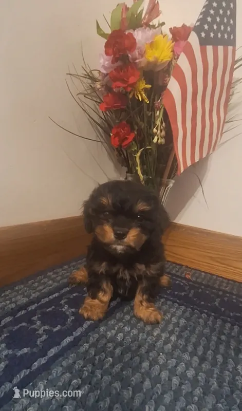 Hunter – Cavapoo puppy for sale in Woodburn, IN
