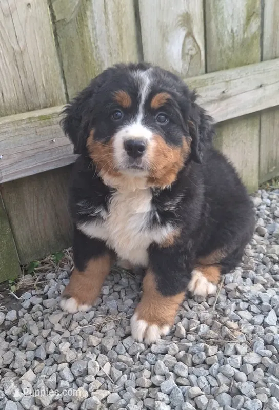 Roxy  – Bernese Mountain Dog puppy for sale in Woodburn, IN