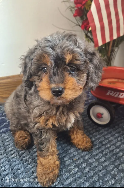Roman  – Cavapoo puppy for sale in Woodburn, IN