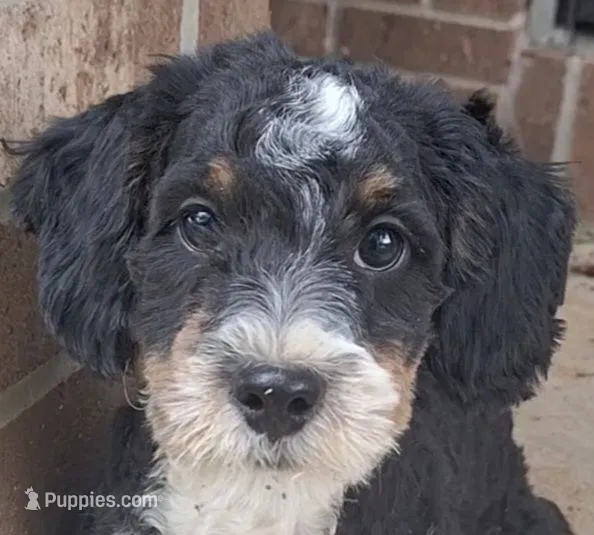 Neo – Miniature Bernedoodle puppy for sale in Woodburn, IN