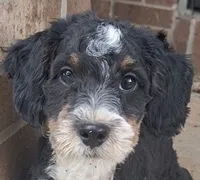 Neo F1b , a male Miniature Bernedoodle for sale in Woodburn, IN – 1 of 5
