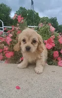 Angel , a female Cavapoo for sale in Woodburn, IN – 2 of 6