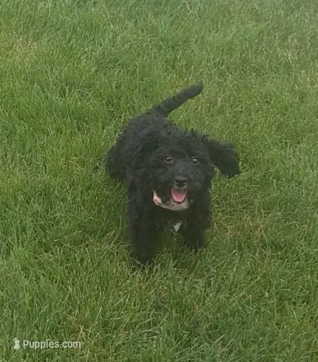 Abby  – Poodle - Miniature  puppy for sale in Woodburn, IN