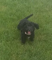 Abby , a female Poodle - Miniature  for sale in Woodburn, IN – 1 of 3