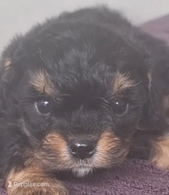 Hunter – Cavapoo puppy for sale in Woodburn, IN