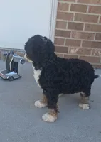 Romeo, a male Miniature Bernedoodle for sale in Woodburn, IN – 3 of 4
