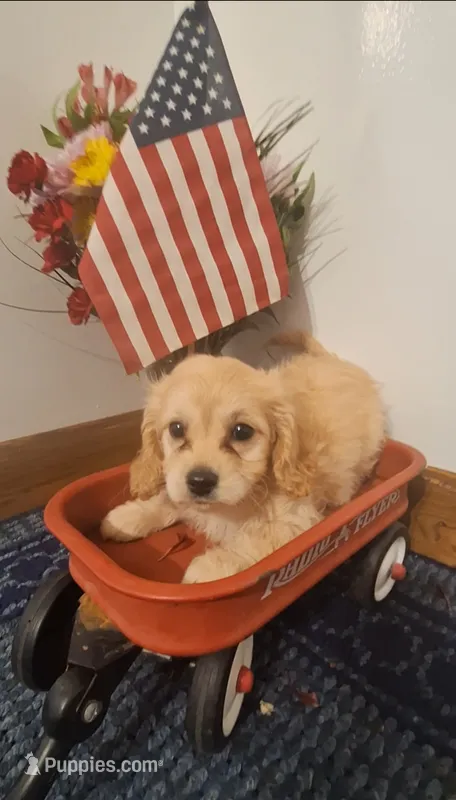 Angel  – Cavapoo puppy for sale in Woodburn, IN