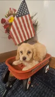 Angel , a female Cavapoo for sale in Woodburn, IN – 1 of 6
