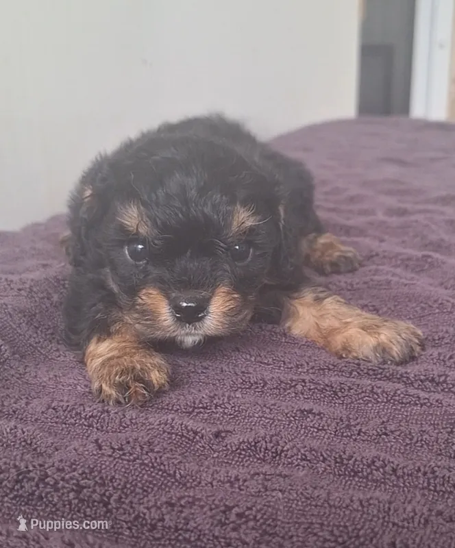 Hunter – Cavapoo puppy for sale in Woodburn, IN
