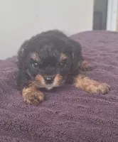 Hunter, a male Cavapoo for sale in Woodburn, IN – 1 of 1