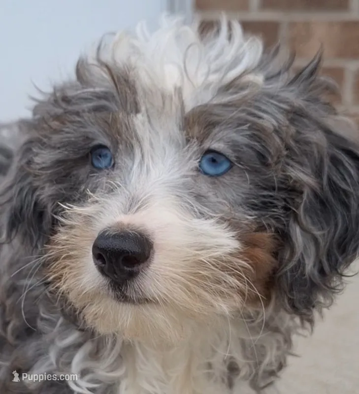 Lady – Bernedoodle puppy for sale in Woodburn, IN