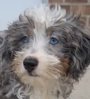 Lady, a female Bernedoodle for sale in Woodburn, IN – 1 of 1