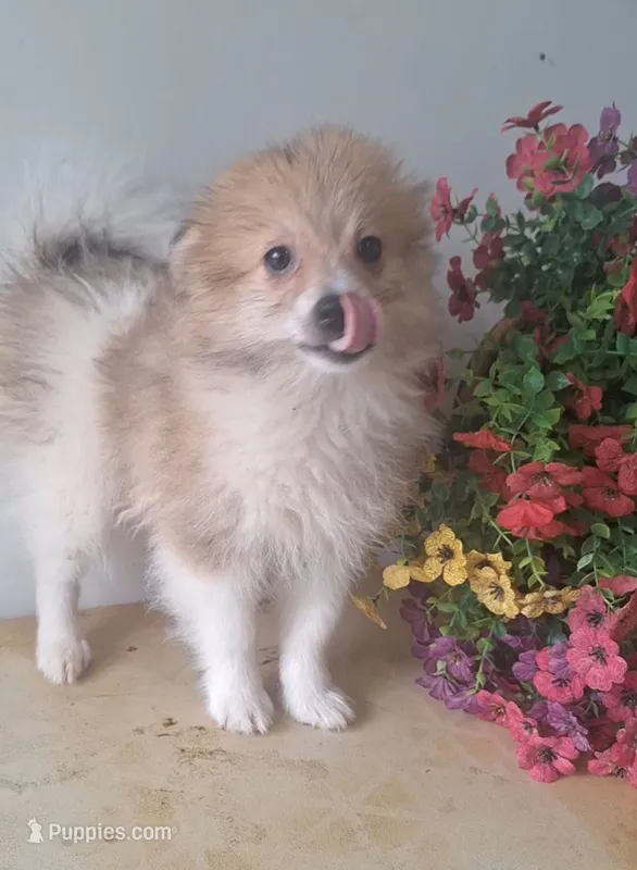 Fido – Pomchi puppy for sale in Woodburn, IN