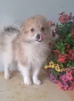 Fido, a male Pomchi for sale in Woodburn, IN – 1 of 3