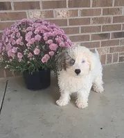 Lily, a female Miniature Bernedoodle for sale in Woodburn, IN – 2 of 4