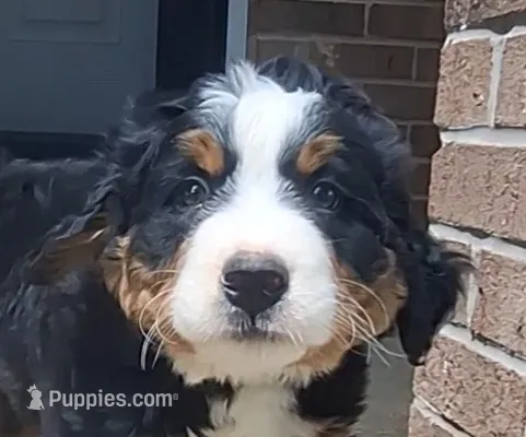 Tenille 2 – Bernese Mountain Dog puppy for sale in Woodburn, IN
