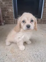 Angel , a female Cavapoo for sale in Woodburn, IN – 3 of 6