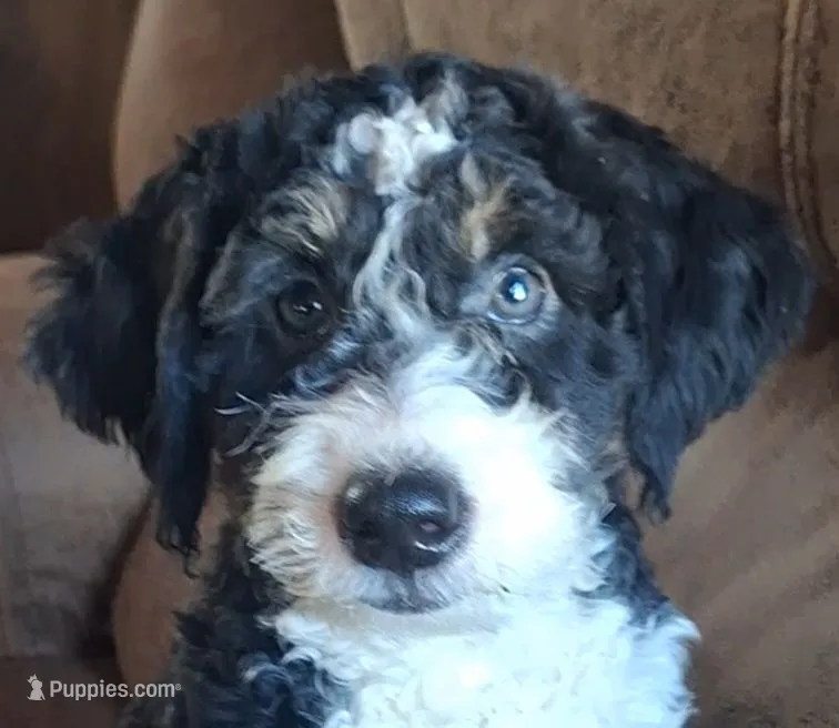 Romeo – Miniature Bernedoodle puppy for sale in Woodburn, IN
