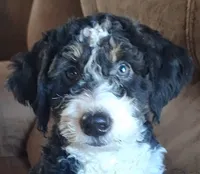 Romeo, a male Miniature Bernedoodle for sale in Woodburn, IN – 1 of 4