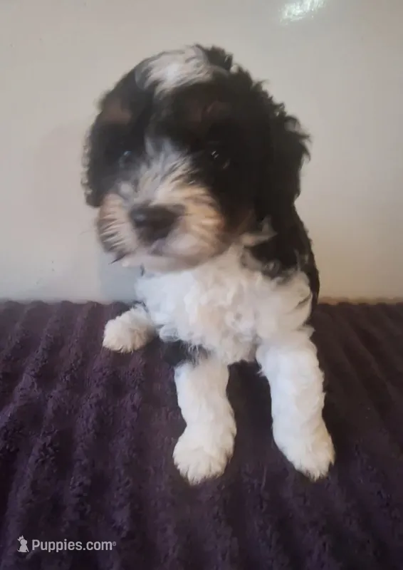 Neo – Miniature Bernedoodle puppy for sale in Woodburn, IN