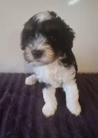 Neo, a male Miniature Bernedoodle for sale in Woodburn, IN – 1 of 1